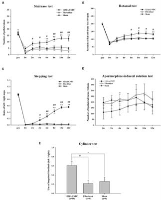 Neural Transplants From Human Induced Pluripotent Stem Cells Rescue the Pathology and Behavioral Defects in a Rodent Model of Huntington’s Disease